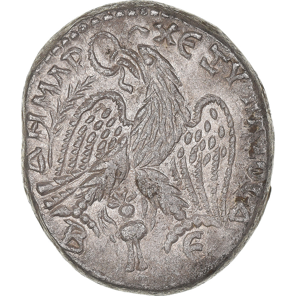 Mince, 
  
  cyrrhestica, 
  
  Macrinus
